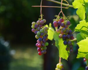 Reife Weintrauben hängen am Weinstock
